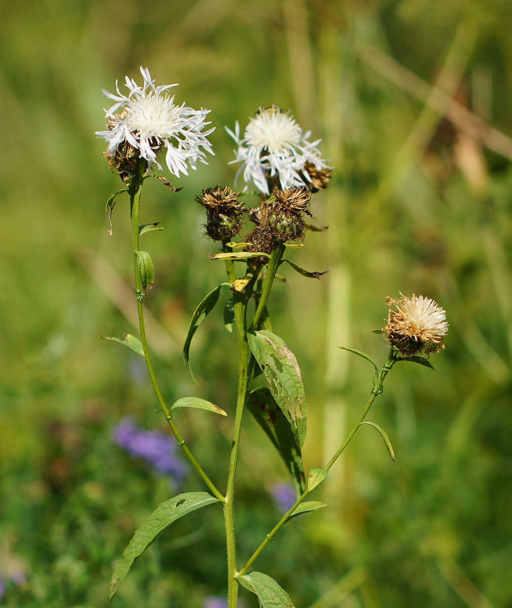 Image of Centaurea phrygia specimen.