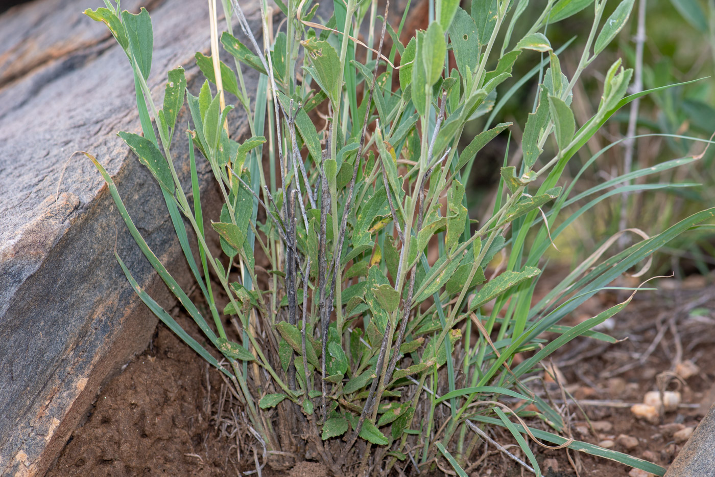 Image of Hibiscus sulfuranthus specimen.