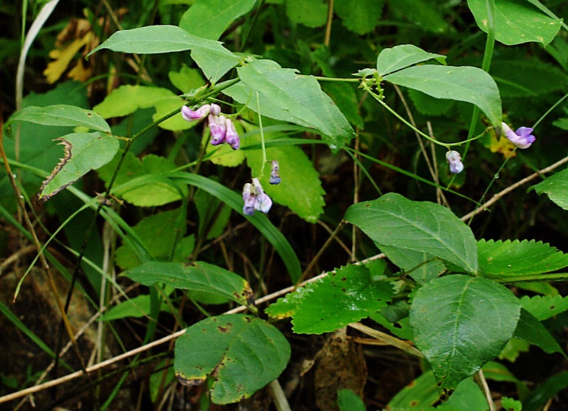 Изображение особи Vicia unijuga.