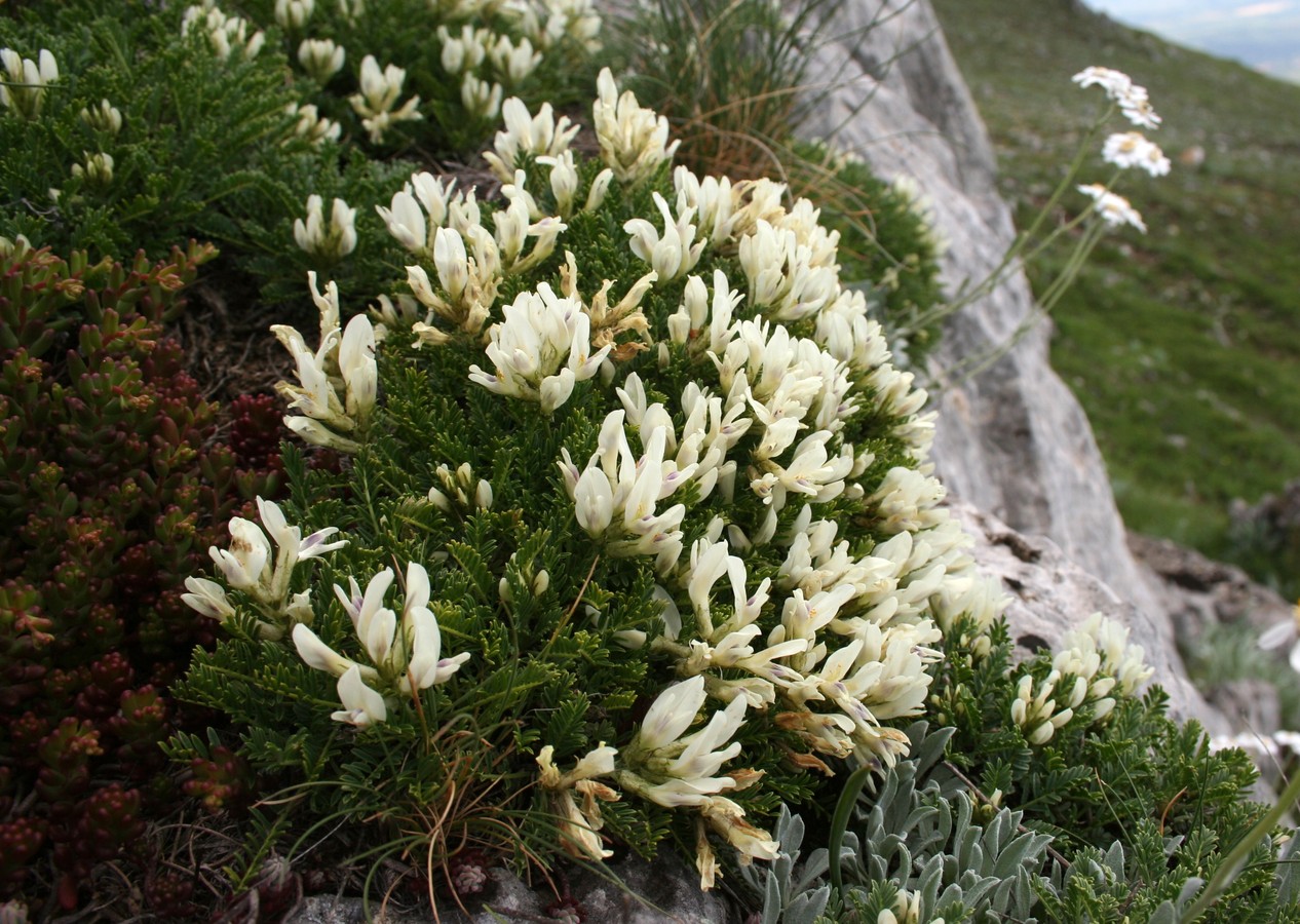 Изображение особи Astragalus angustifolius.