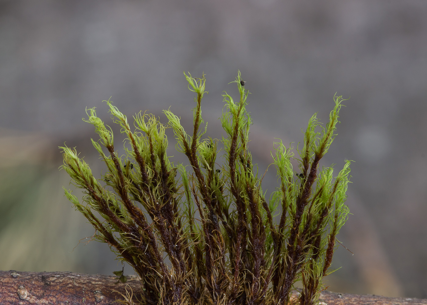 Image of class Bryopsida specimen.