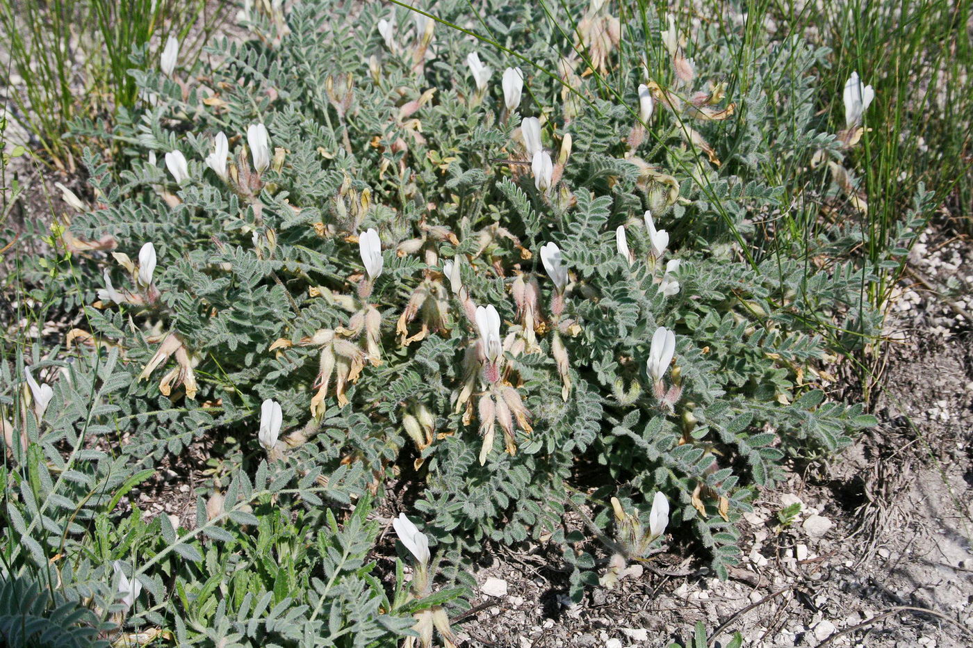 Изображение особи Astragalus testiculatus.