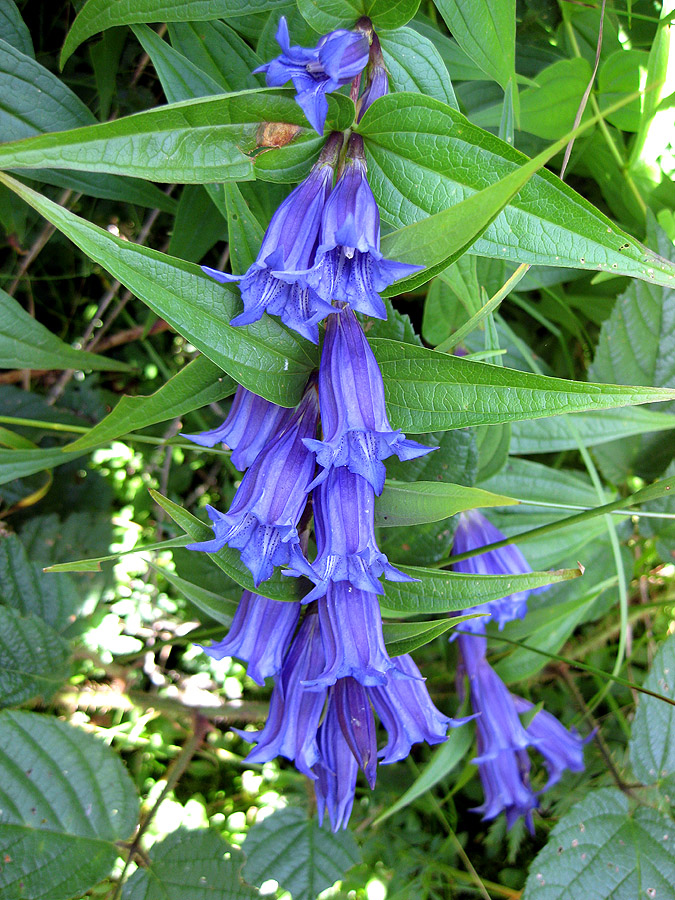 Image of Gentiana asclepiadea specimen.