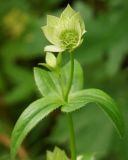 Astrantia maxima