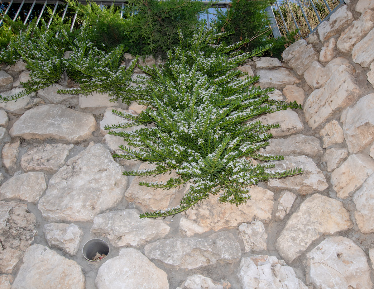 Image of Myoporum parvifolium specimen.