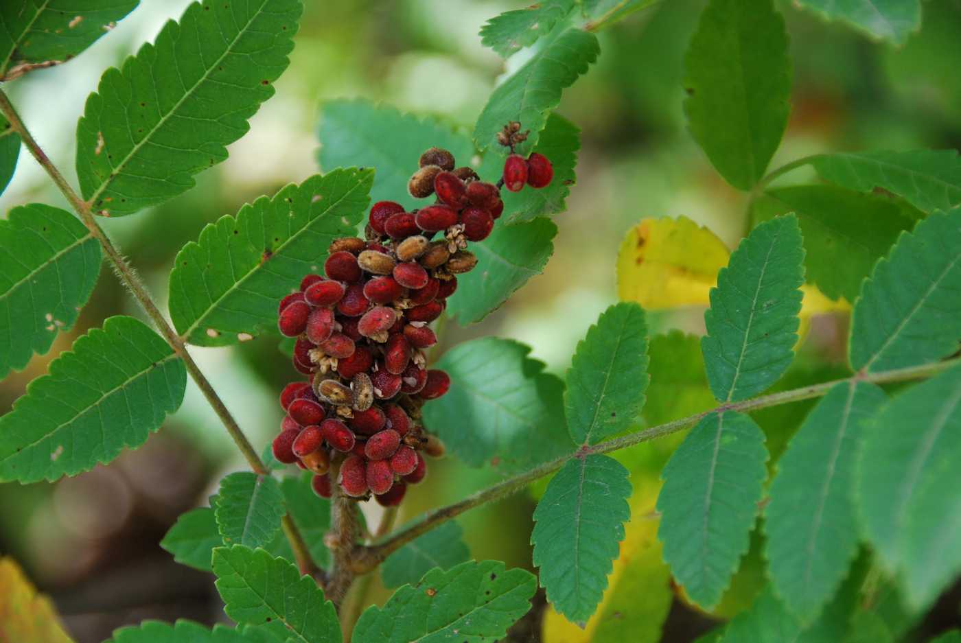 Изображение особи Rhus coriaria.