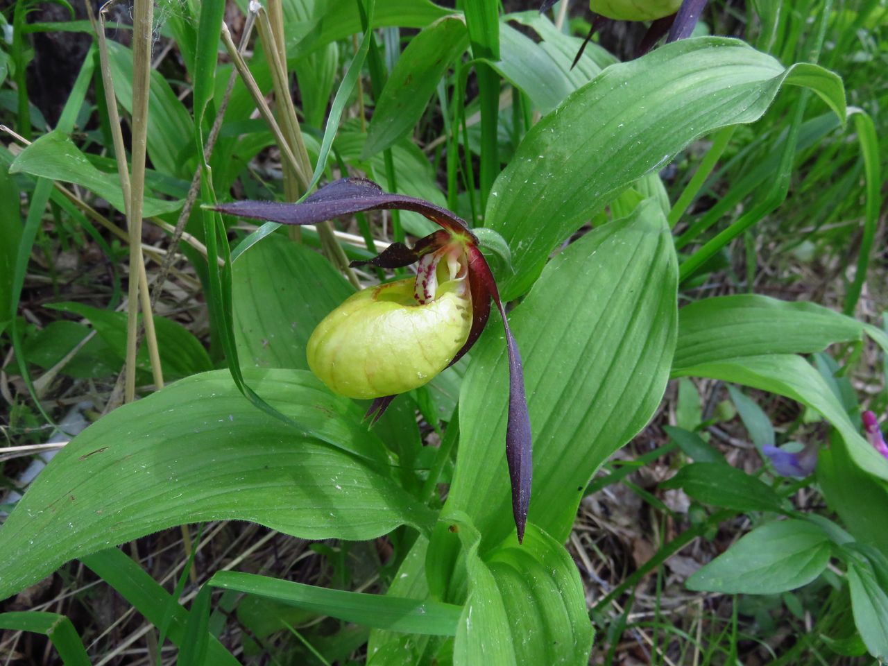 Image of Cypripedium calceolus specimen.