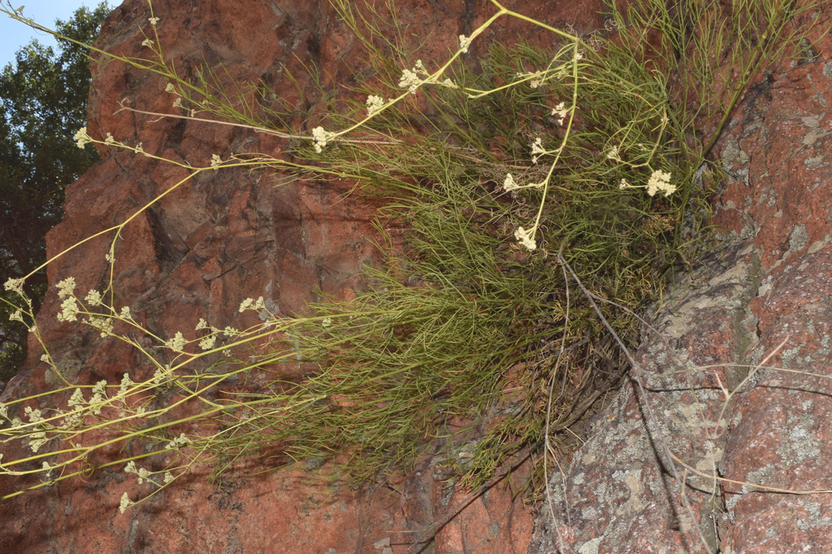 Image of Seseli tenuisectum specimen.