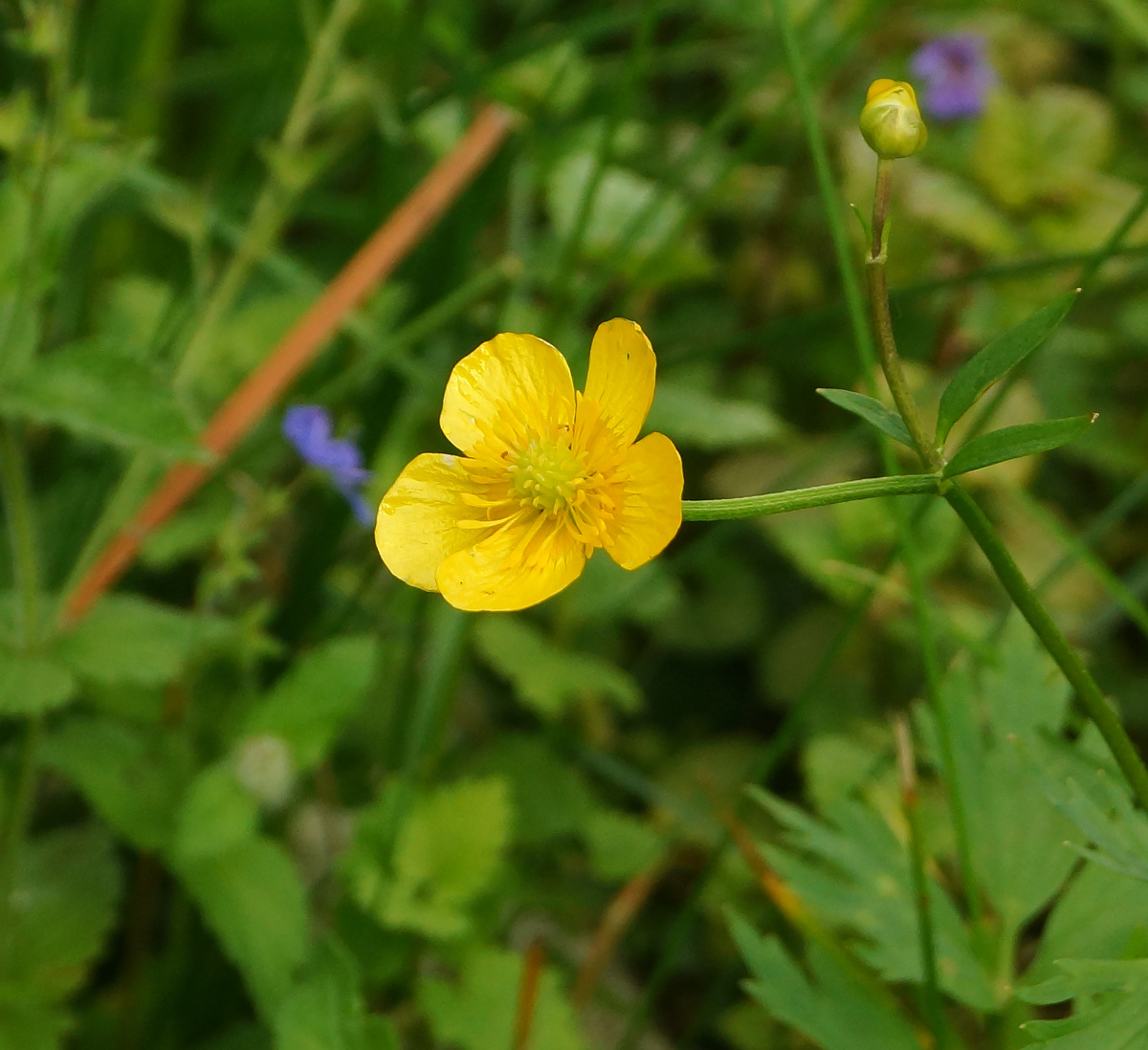 Изображение особи Ranunculus repens.