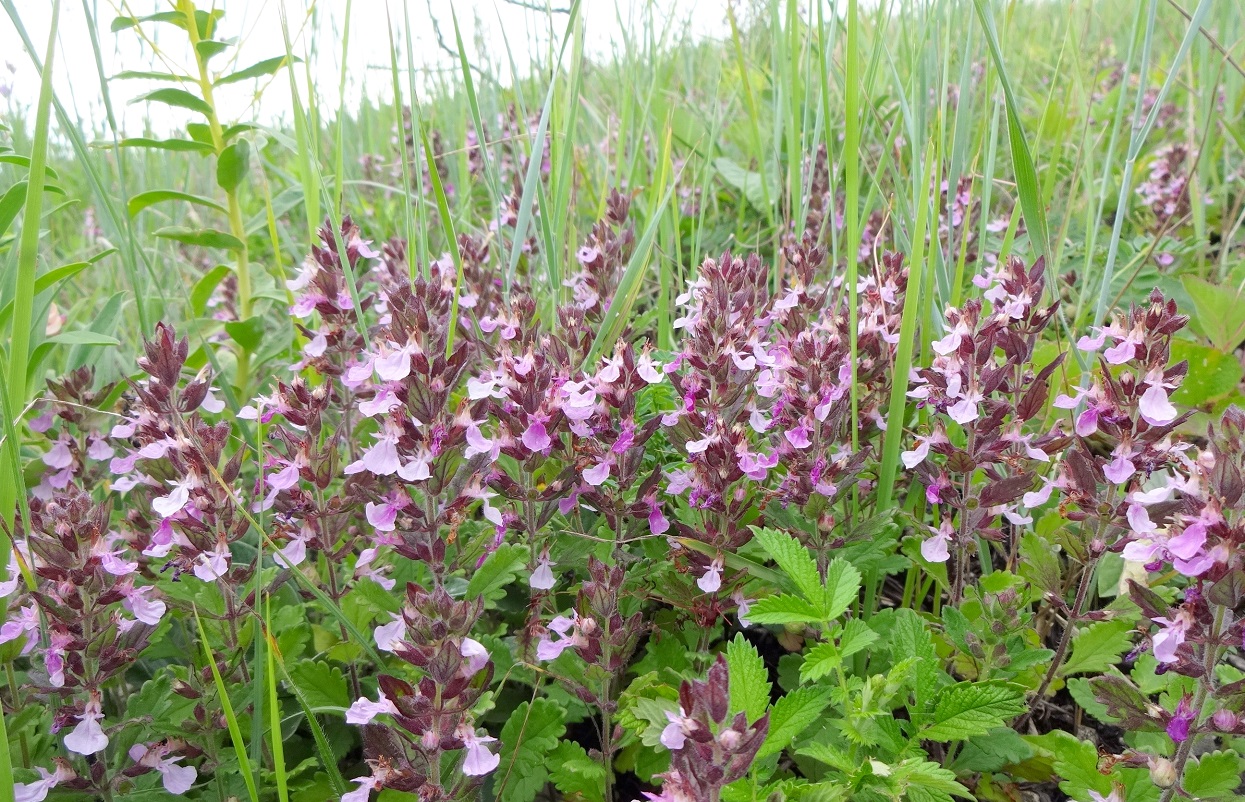 Изображение особи Teucrium chamaedrys.