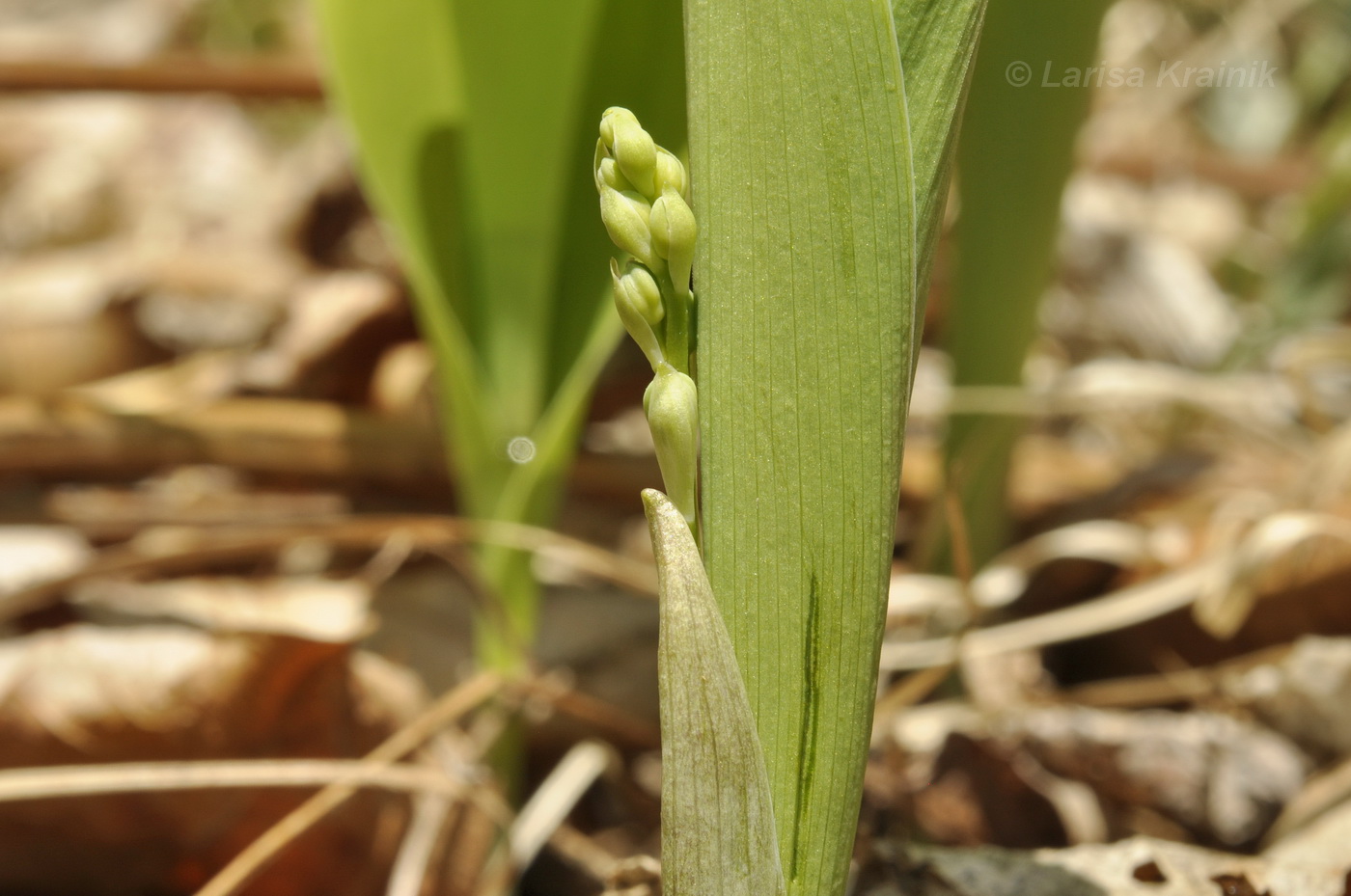 Image of Convallaria keiskei specimen.