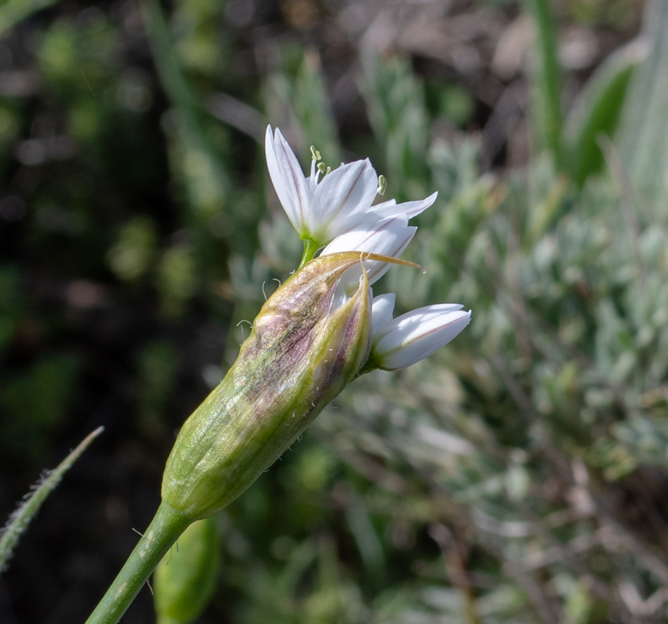 Image of Allium trifoliatum specimen.