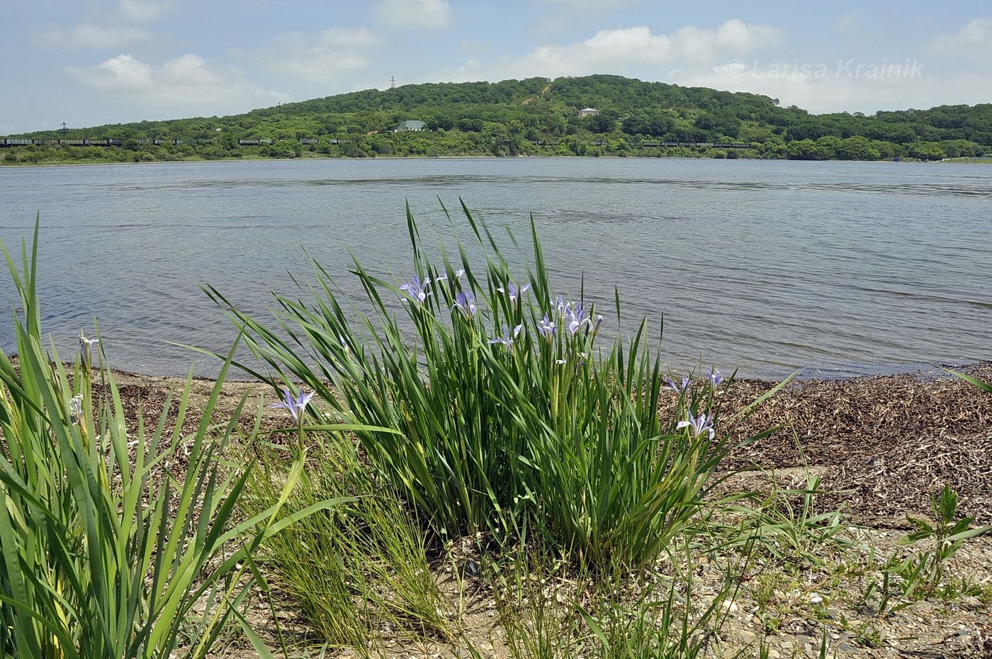 Image of Iris oxypetala specimen.