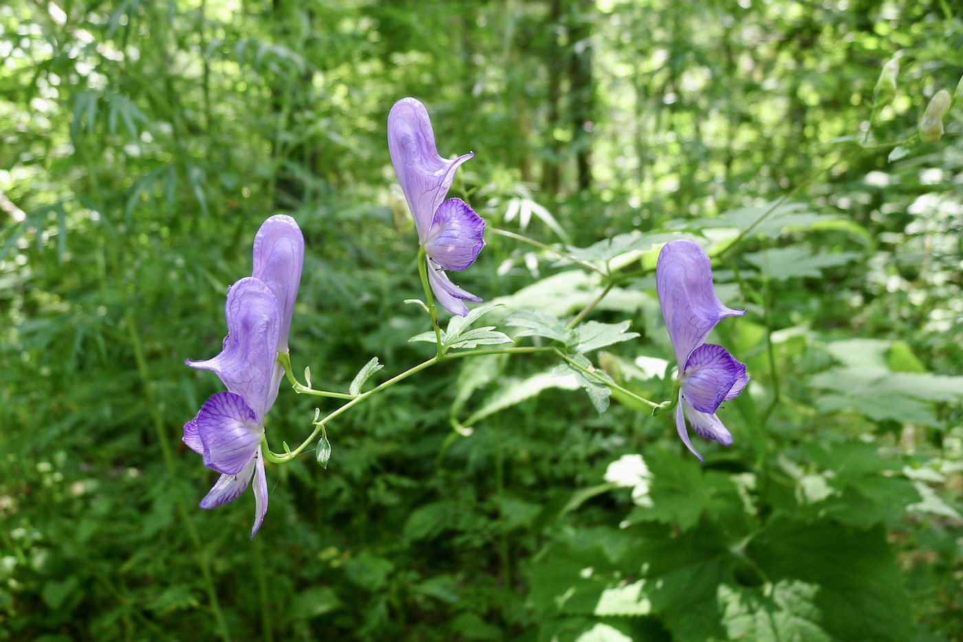 Изображение особи Aconitum fischeri.