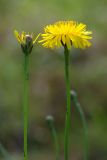 Смотреть изображение Hypochaeris radicata