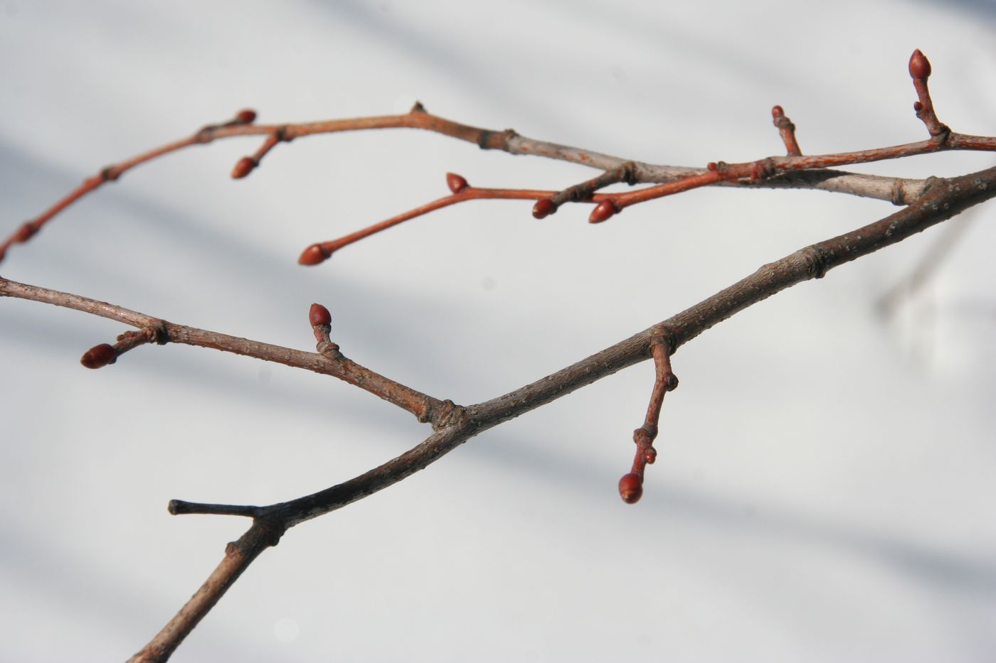 Image of Tilia taquetii specimen.