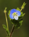 Veronica persica