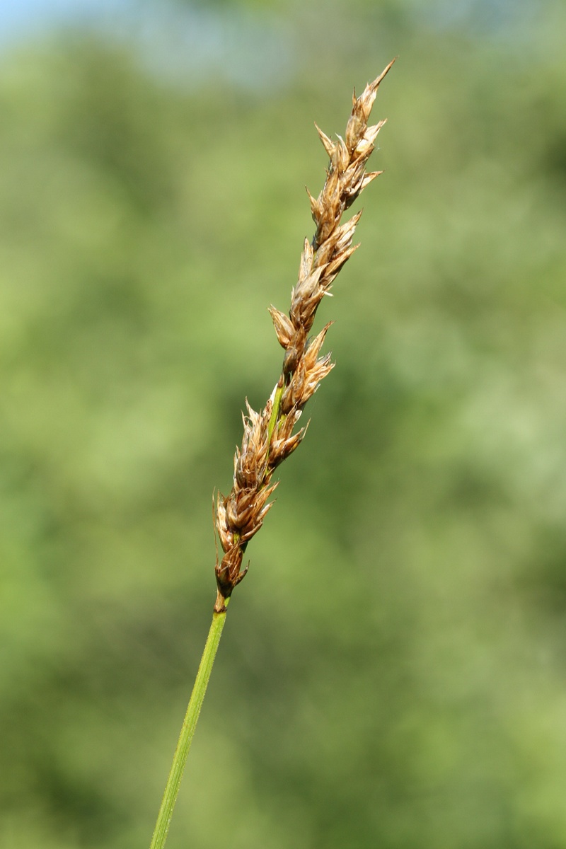 Изображение особи Carex appropinquata.