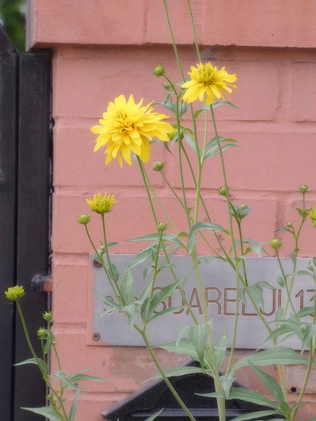 Image of Rudbeckia laciniata var. hortensia specimen.