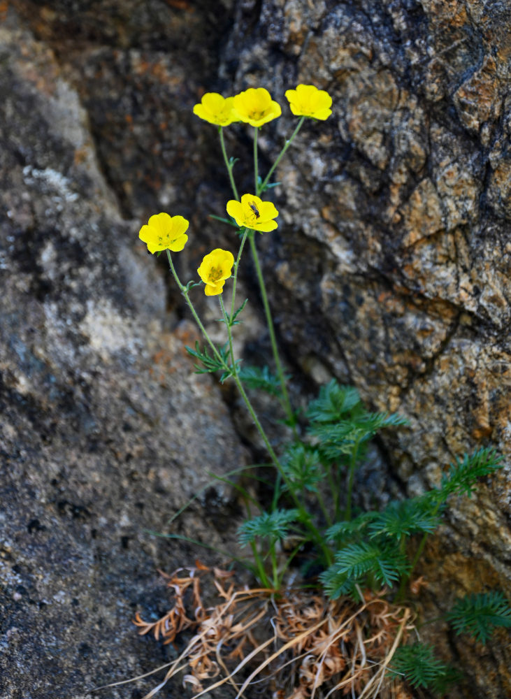 Изображение особи Potentilla czerepninii.