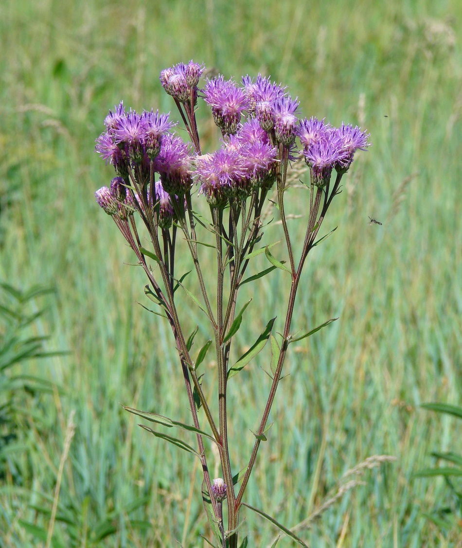 Изображение особи Saussurea amara.