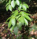Reevesia pubescens. Ветвь. Абхазия, г. Сухум, Сухумский ботанический сад. 25.09.2022.
