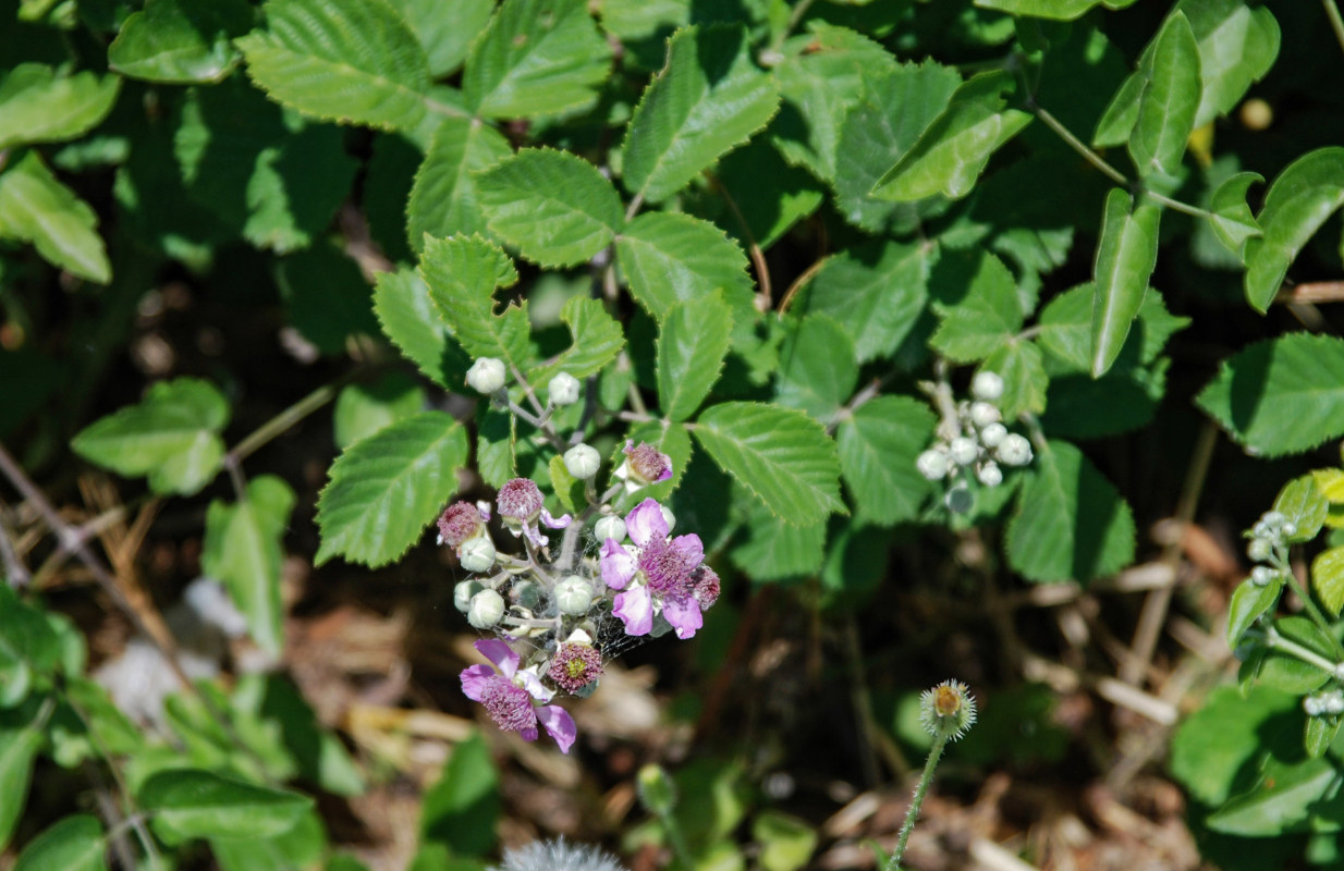 Изображение особи Rubus sanctus.