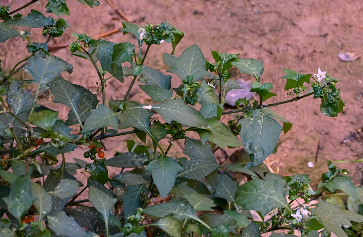 Изображение особи Solanum villosum.