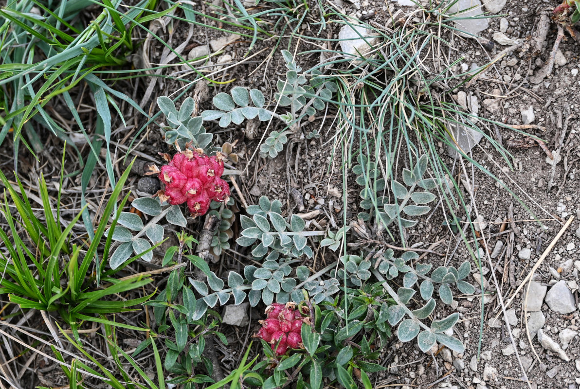 Изображение особи Astragalus calycinus.