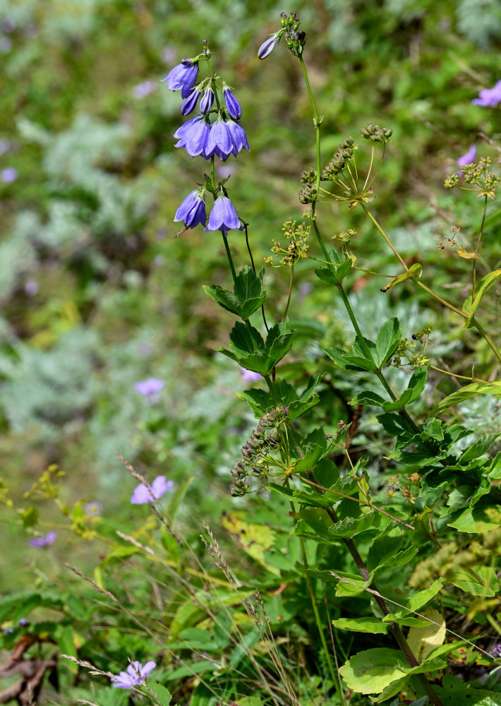 Изображение особи Adenophora triphylla.