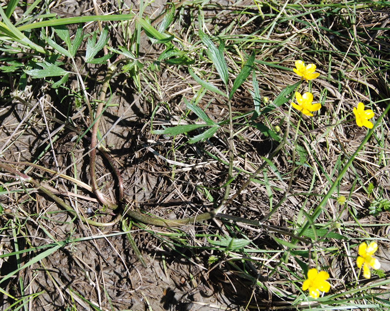 Image of genus Ranunculus specimen.