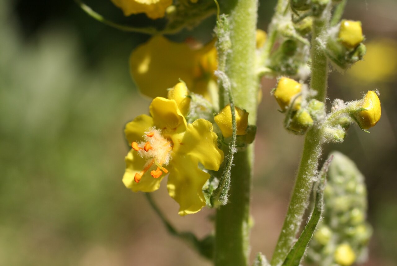 Изображение особи Verbascum jankaeanum.