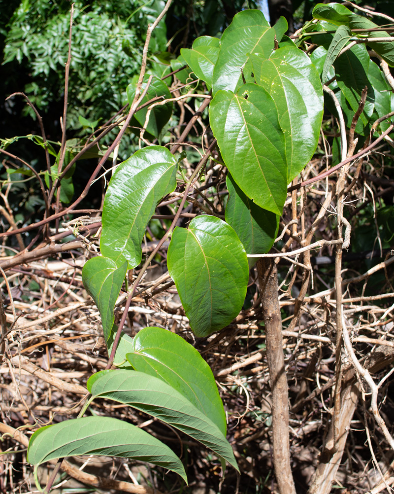 Изображение особи Passiflora maliformis.