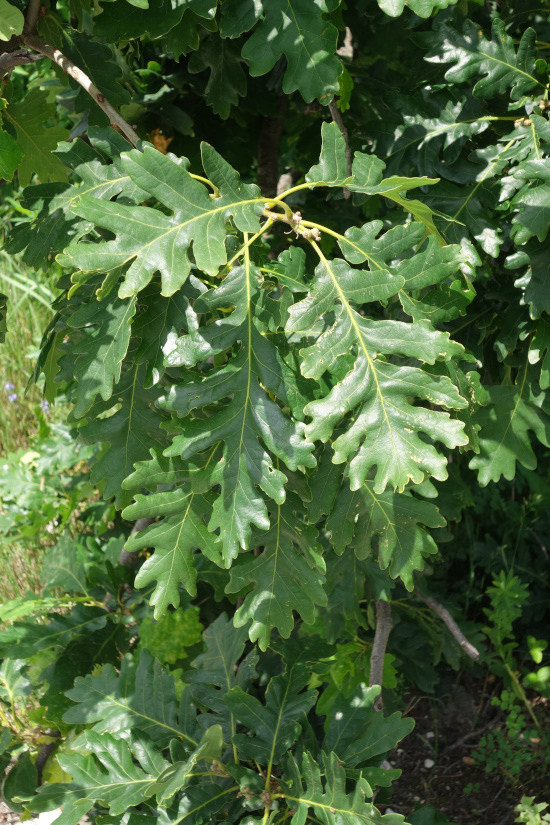 Image of Quercus dalechampii specimen.