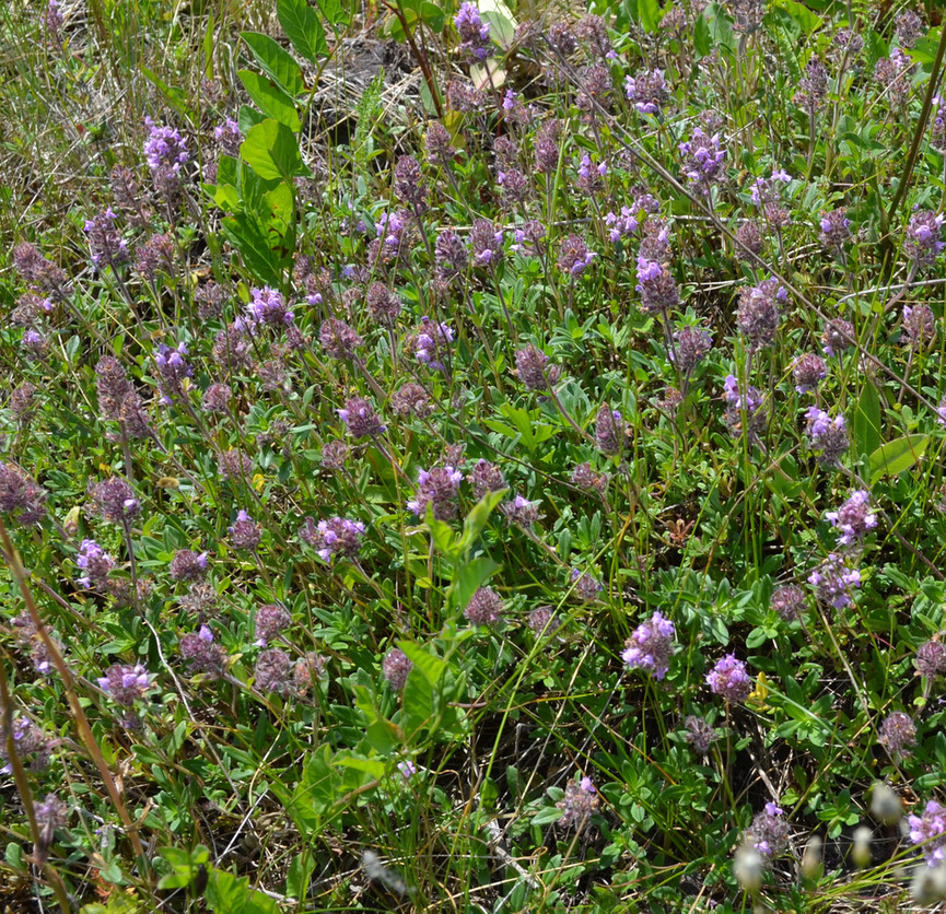 Изображение особи род Thymus.