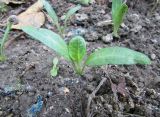 Смотреть изображение Mandragora turcomanica