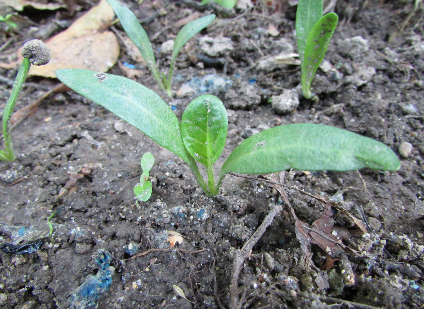 Изображение особи Mandragora turcomanica.