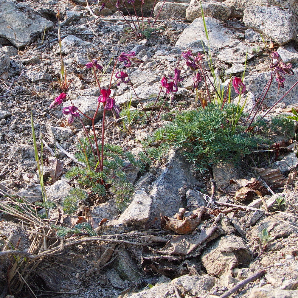 Изображение особи Dicentra peregrina.