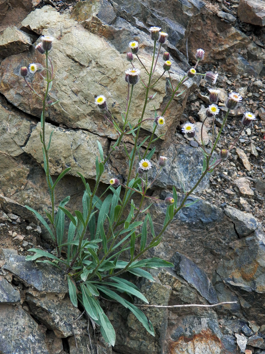 Изображение особи род Erigeron.