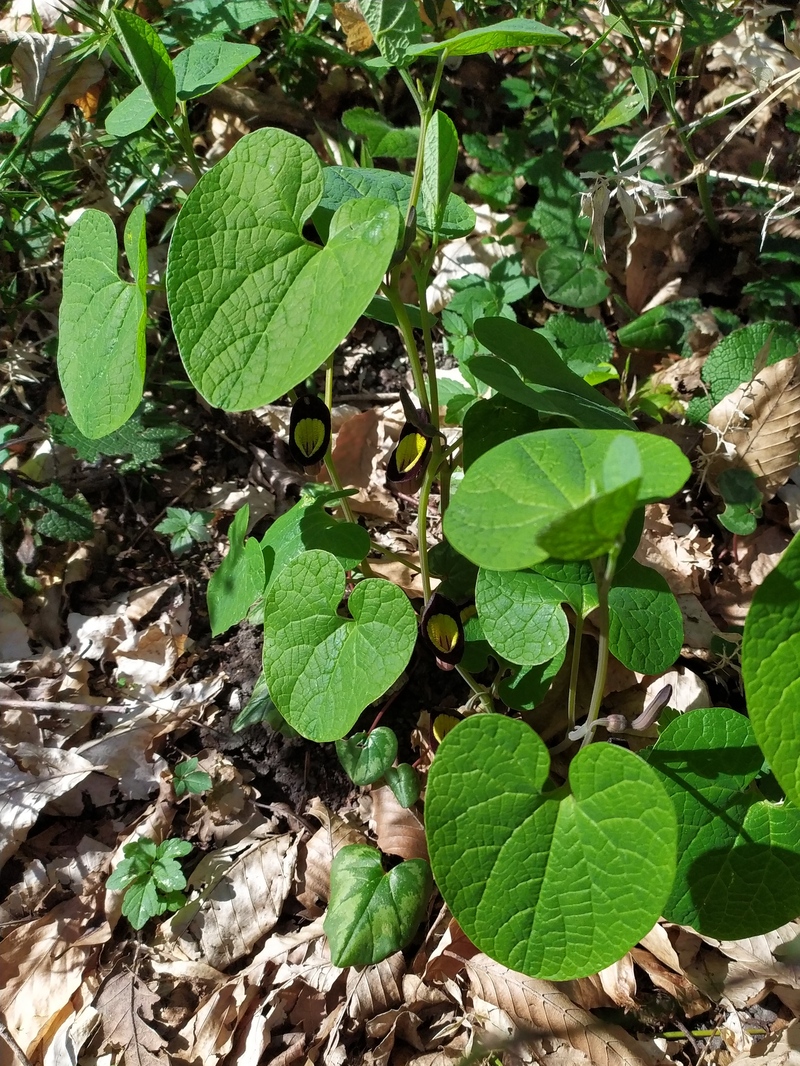 Изображение особи Aristolochia steupii.