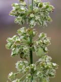 Rumex aquaticus