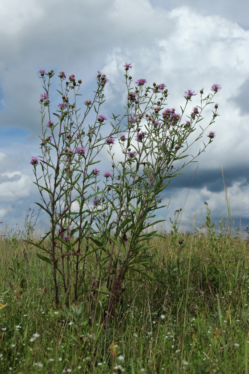 Image of Centaurea jacea specimen.