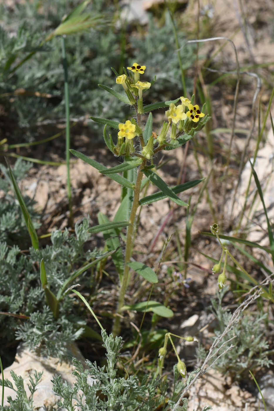 Изображение особи Arnebia decumbens.