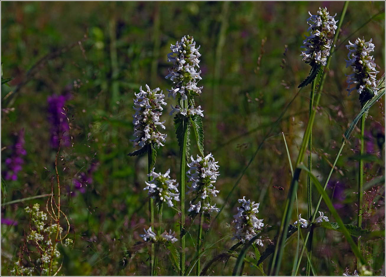 Image of Betonica officinalis specimen.