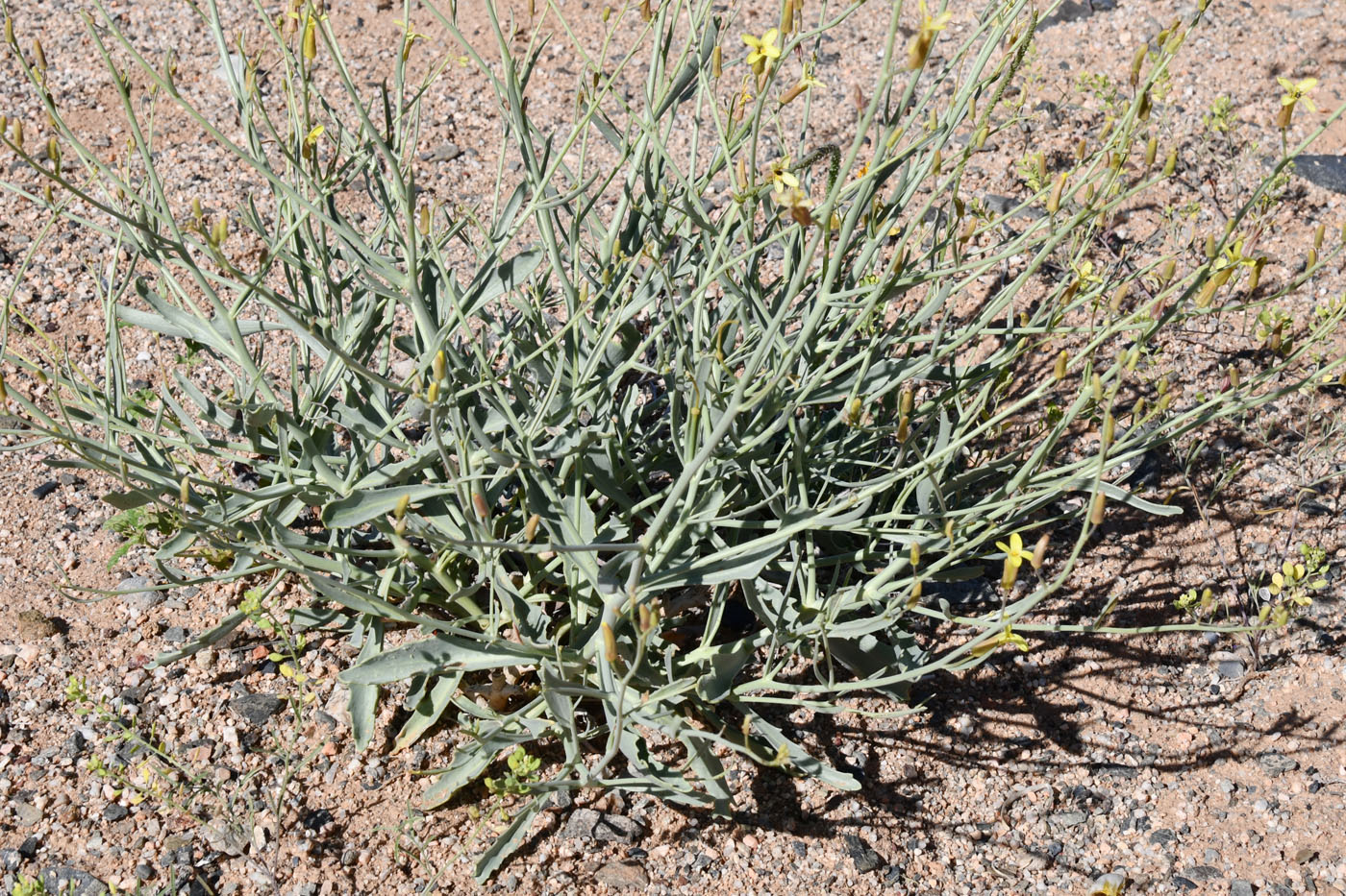 Image of Sisymbrium subspinescens specimen.