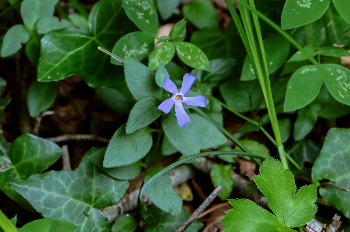 Изображение особи Vinca pubescens.