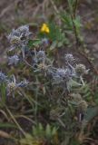 Eryngium planum. Верхушка цветущего растения. Тульская обл., Куркинский р-н, окр. степного урочища Горки, 20 м от реки Дон, степной луг. 30 июля 2024 г.