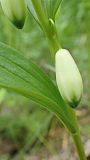 Polygonatum humile