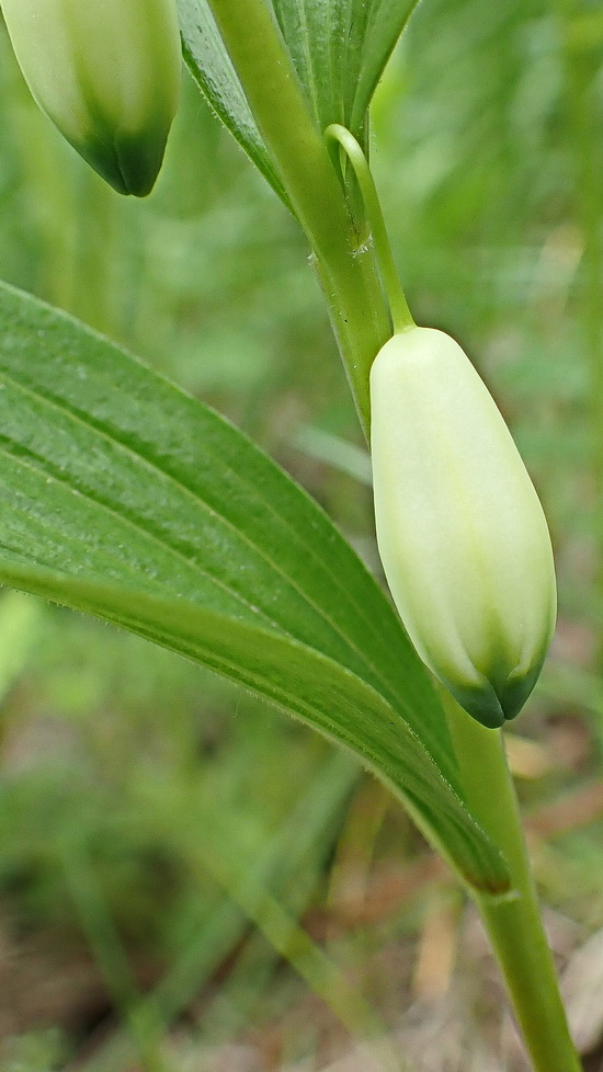 Image of Polygonatum humile specimen.