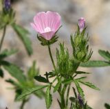 Malva setigera